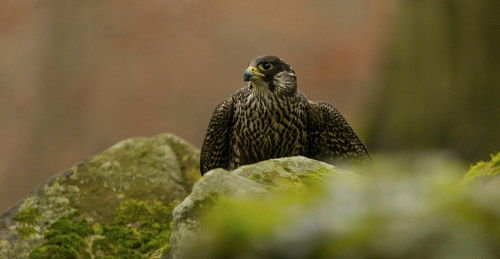 Raroh lovecký  (Falco rusticolus)  A42I6380ok