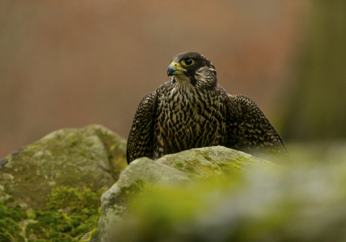Raroh lovecký  (Falco rusticolus)  A42I6380ok