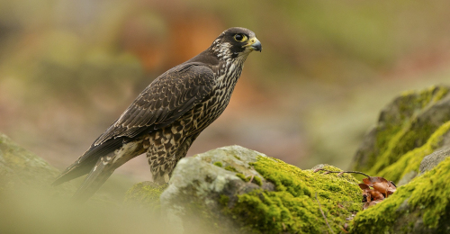 Raroh lovecký  (Falco rusticolus)  A42I6394ok