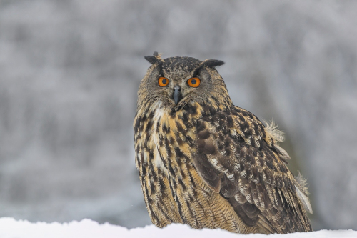 Výr velký   (Bubo bubo)  A42I6398ok