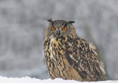 Výr velký   (Bubo bubo)  A42I6398ok