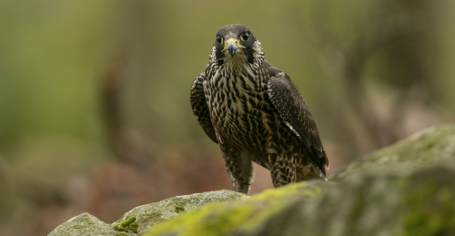 Raroh lovecký  (Falco rusticolus)  A42I6456ok