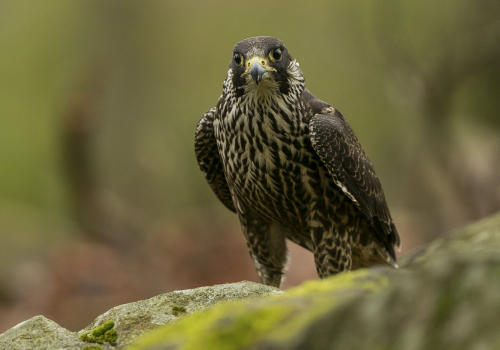 Raroh lovecký  (Falco rusticolus)  A42I6456ok