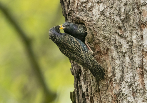 Špaček obecný  (Sturnus vulgaris)  A42I6458ok