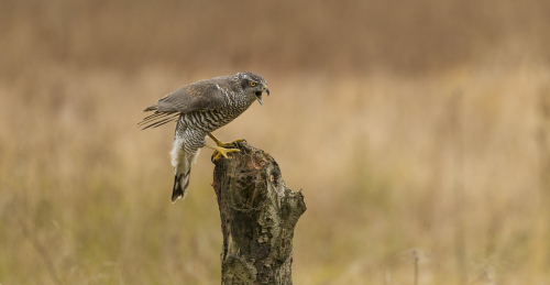 Jestřáb lesní  (Accipiter gentilis)  A42I6522ok