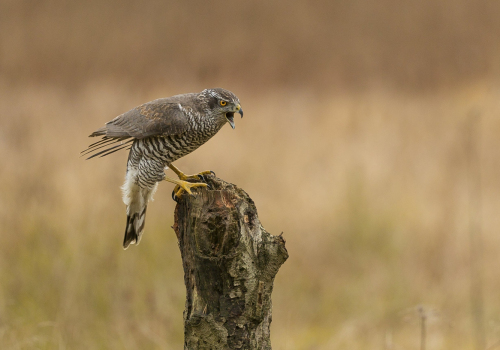 Jestřáb lesní  (Accipiter gentilis)  A42I6522ok