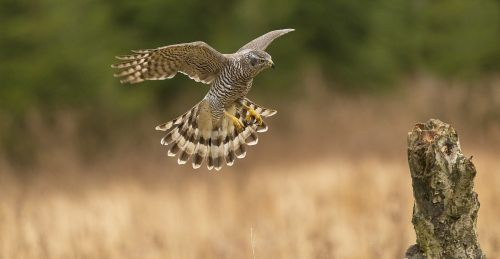 Jestřáb lesní  (Accipiter gentilis)  A42I6678ok
