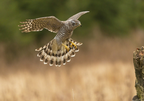 Jestřáb lesní  (Accipiter gentilis)  A42I6678ok