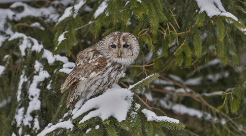 Puštík obecný  (Strix aluco)  A42I6695ok