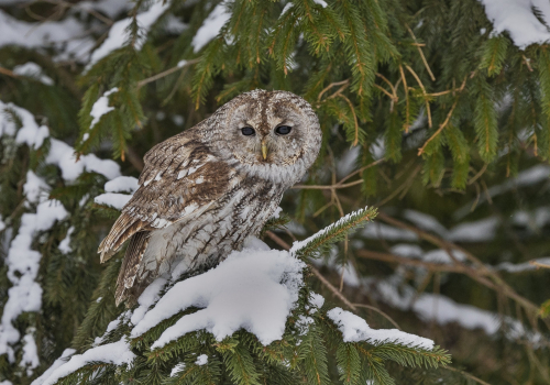 Puštík obecný  (Strix aluco)  A42I6695ok