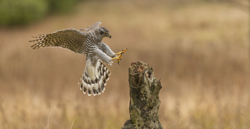Jestřáb lesní  (Accipiter gentilis) A42I6723ok