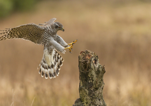 Jestřáb lesní  (Accipiter gentilis) A42I6723ok