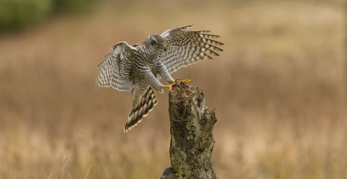 Jestřáb lesní  (Accipiter gentilis)  A42I6724ok