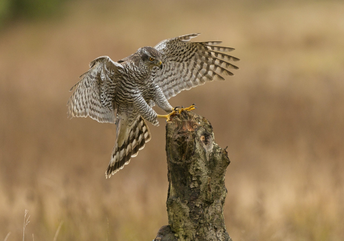 Jestřáb lesní  (Accipiter gentilis)  A42I6724ok