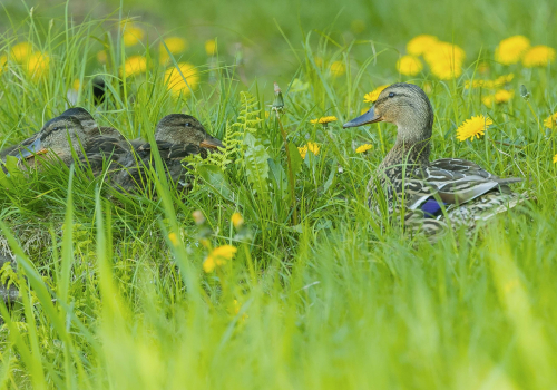 Kachna divoká  (Anas platyrhynchos)  A42I6796ok
