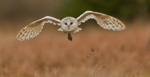 Sova pálená  (Tyto alba)  A42I6803ok