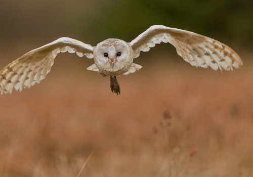 Sova pálená  (Tyto alba)  A42I6803ok