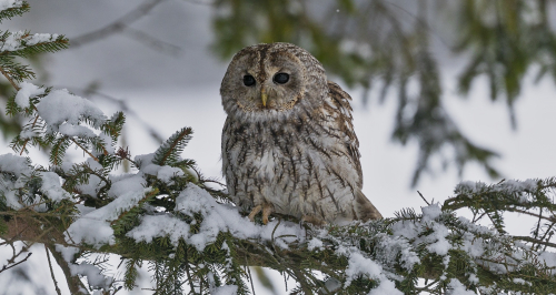 Puštík bělavý  (Strix uralensis)  A42I6810ok
