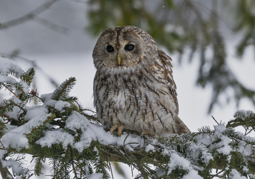 Puštík bělavý  (Strix uralensis)  A42I6810ok