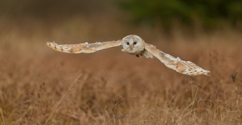 Sova pálená  (Tyto alba)  A42I6830ok