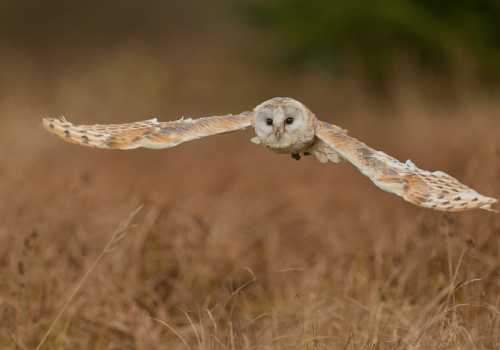 Sova pálená  (Tyto alba)  A42I6830ok
