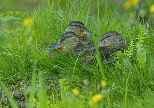 Kachna divoká  (Anas platyrhynchos)  A42I6843ok