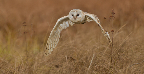 Sova pálená  (Tyto alba)  A42I6886ok