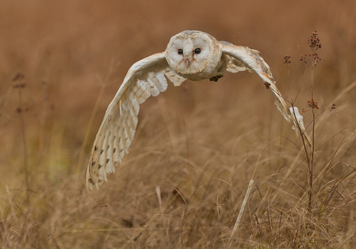 Sova pálená  (Tyto alba)  A42I6886ok