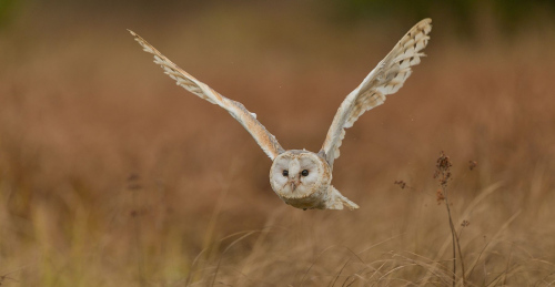 Sova pálená  (Tyto alba)  A42I6887ok