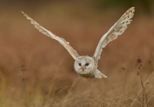 Sova pálená  (Tyto alba)  A42I6887ok