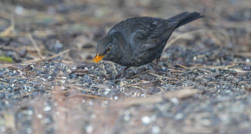 Kos černý  (Turdus merula)  A42I6922ok