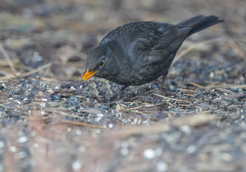 Kos černý  (Turdus merula)  A42I6922ok