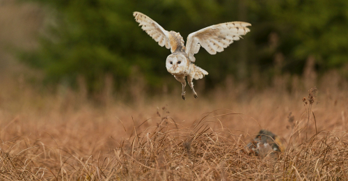 Sova pálená  (Tyto alba)  A42I6979ok