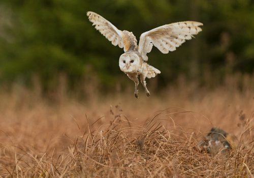 Sova pálená  (Tyto alba)  A42I6979ok