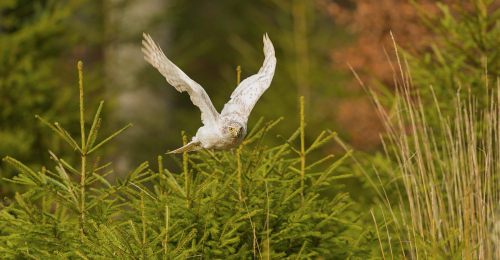 Jestřáb lesní sibiřský  (Accipiter gentilis buteoides)  A42I7102ok