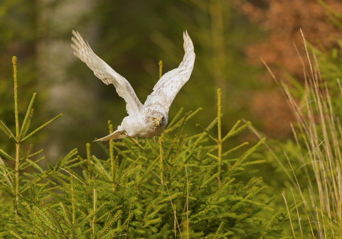 Jestřáb lesní sibiřský  (Accipiter gentilis buteoides)  A42I7102ok