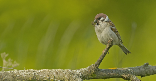 Vrabec polní  (Passer montanus)  A42I7152ok
