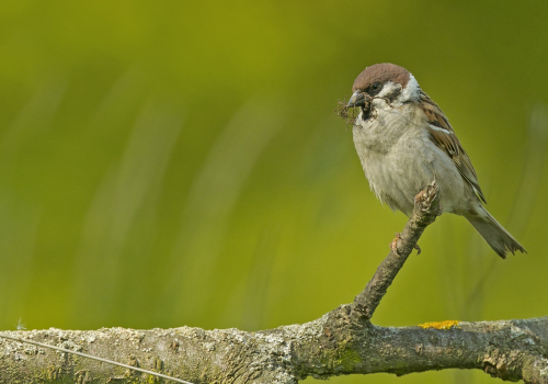 Vrabec polní  (Passer montanus)  A42I7152ok