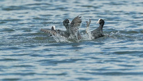 Lyska černá  (Fulica atra, syn. Fulica prior)  A42I7171ok