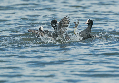Lyska černá  (Fulica atra, syn. Fulica prior)  A42I7171ok