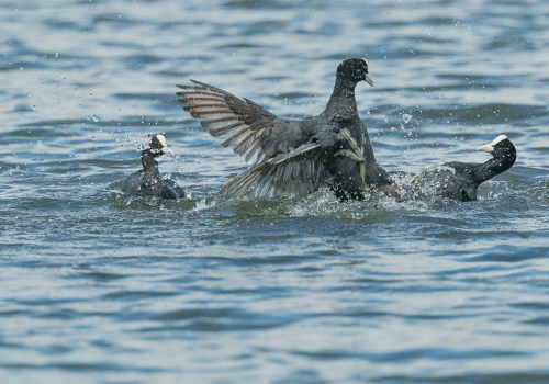 Lyska černá  (Fulica atra, syn. Fulica prior)  A42I7177ok