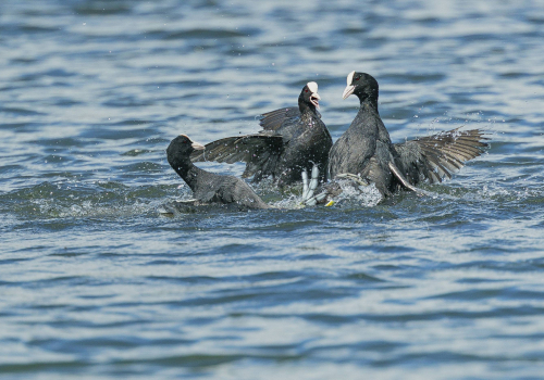 Lyska černá  (Fulica atra, syn. Fulica prior)  A42I7208ok