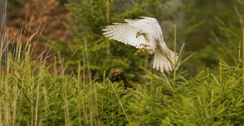 Jestřáb lesní sibiřský  (Accipiter gentilis buteoides)  A42I7233ok