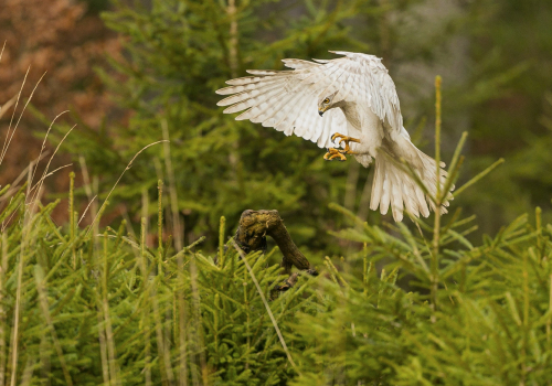 Jestřáb lesní sibiřský  (Accipiter gentilis buteoides)  A42I7233ok