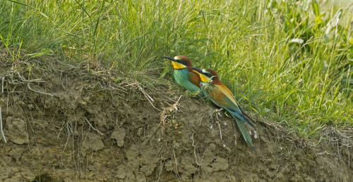 Vlha pestrá (Merops apiaster)  A42I7245ok