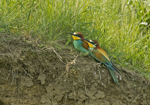 Vlha pestrá (Merops apiaster)  A42I7245ok