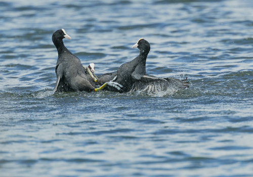 Lyska černá  (Fulica atra, syn. Fulica prior)  A42I7246ok