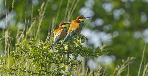 Vlha pestrá  (Merops apiaster)  A42I7260ok