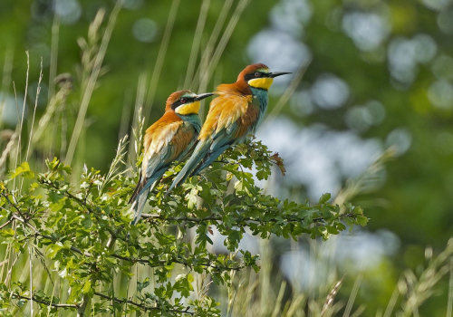 Vlha pestrá  (Merops apiaster)  A42I7260ok