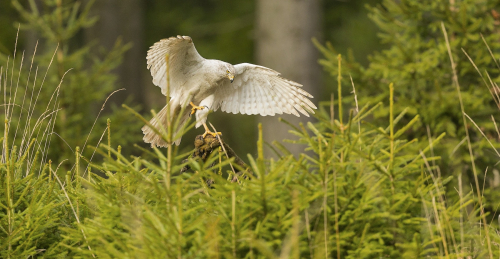 Jestřáb lesní sibiřský  (Accipiter gentilis buteoides)  A42I7378ok